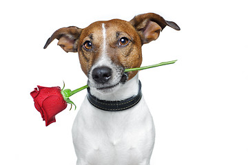 Image showing valentines dog