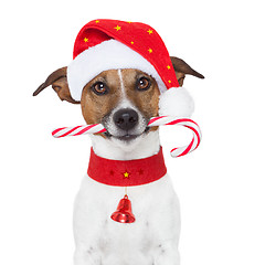 Image showing christmas dog 
