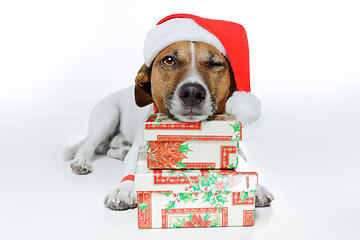 Image showing christmas dog santa