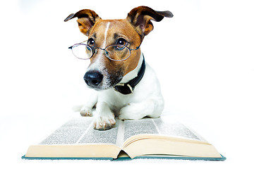 Image showing dog reading book 