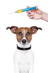 Image showing dog vaccination