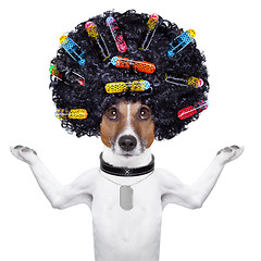 Image showing hairdresser   dog with curlers