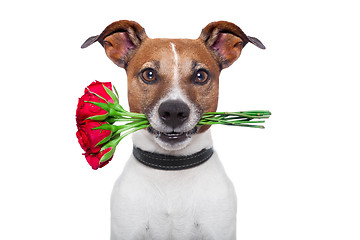 Image showing dog rose