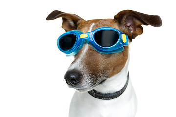 Image showing Dog with blue goggles