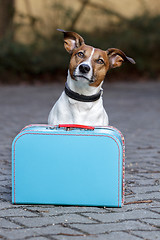 Image showing homeless dog