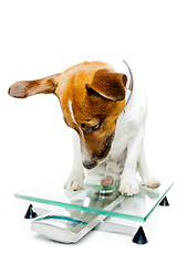 Image showing dog on scale