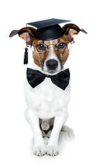 Image showing graduated dog