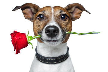 Image showing valentines dog