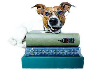 Image showing dog reading book 