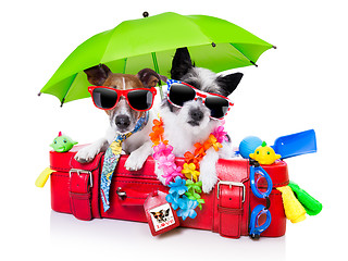 Image showing holiday dogs