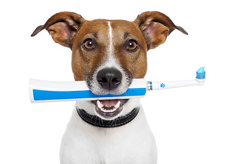 Image showing dog with electric toothbrush