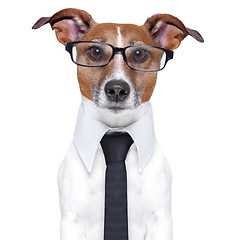 Image showing business dog