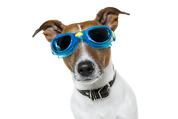 Image showing Dog with blue goggles