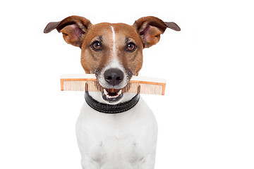 Image showing dog with comb 