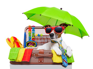 Image showing summer holiday dog