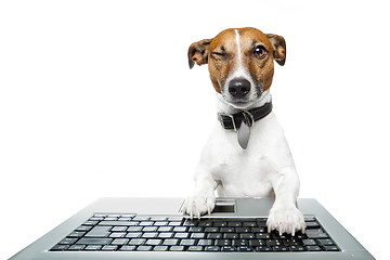 Image showing dog computer pc tablet