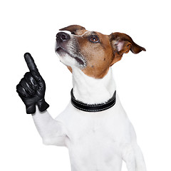 Image showing dog looking up and pointing