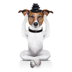 Image showing yoga dog