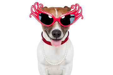 Image showing gay dog with funny shades