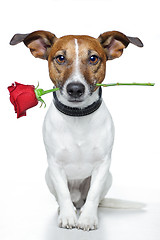 Image showing valentines dog