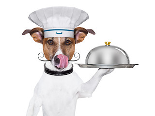 Image showing dog cook chef 