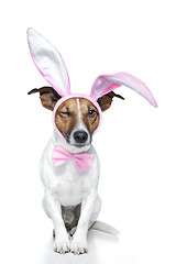 Image showing bunny dog easter