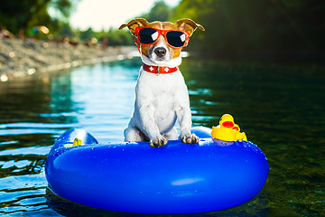 Image showing summer beach dog