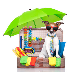 Image showing summer holiday dog