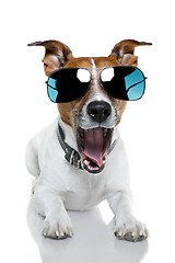 Image showing dog with funny shades