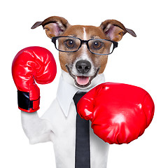 Image showing Boxing dog