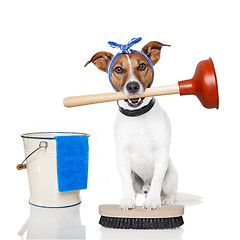 Image showing cleaning dog