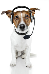 Image showing dog headset