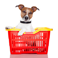 Image showing dog in a red and yellow shopping basket