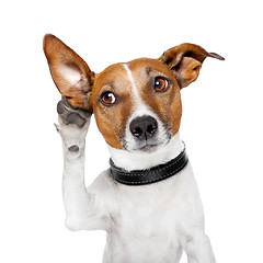 Image showing dog listening with big ear