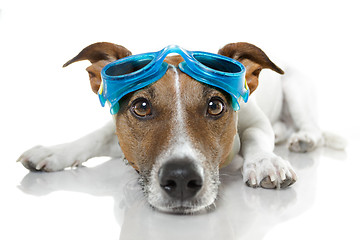 Image showing Dog with blue goggles