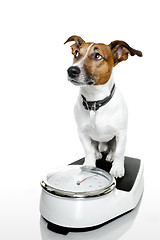 Image showing dog on scale