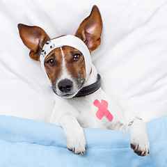 Image showing Sick dog with bandages lying on bed