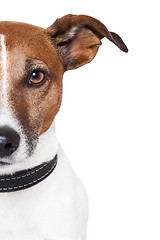 Image showing placeholder banner dog