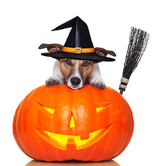 Image showing halloween pumpkin witch dog