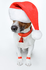 Image showing christmas dog santa
