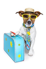 Image showing vacation tourist dog