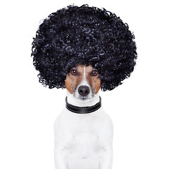 Image showing afro look hair dog funny