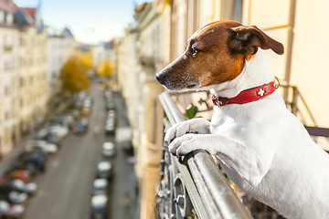 Image showing nosy watching dog