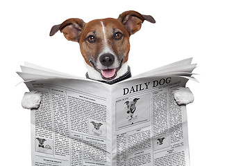 Image showing dog newspaper