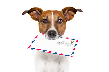 Image showing mail dog