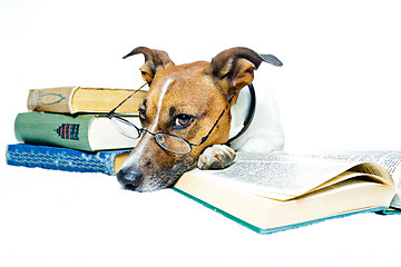 Image showing dog reading book 