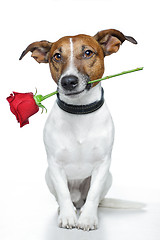 Image showing valentines dog