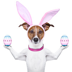 Image showing  funny easter dog