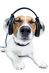 Image showing dog listening  to music