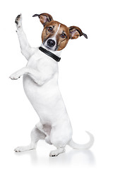 Image showing high five dog